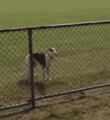 Dog Jump GIF - Dog Jump Over The Fence GIFs