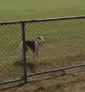 Dog jumping over fence funny video sale