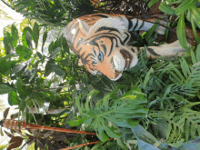 Big Cat Tiger GIF
