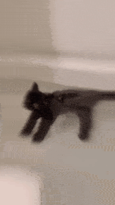 a black cat is swimming in a bathtub looking at the camera
