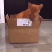 consume cardboard box cat