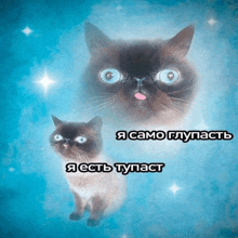 a cat with its tongue hanging out and the words " я само глупаст " written above it