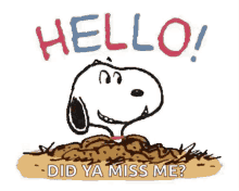 snoopy hello did you miss me