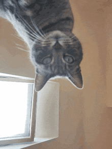 Cat Face GIF - Cat Face Sniffing GIFs