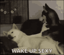 Dogs Morning GIF - Dogs Morning Do Not Want GIFs