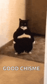 a black and white cat is standing on its hind legs in a hallway and holding its belly .