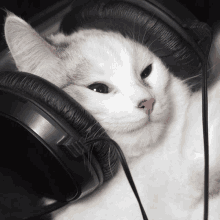 Cat With Headphones GIFs Tenor