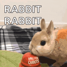 Bunny Rabbit Carrot Bell GIF - Bunny Rabbit Carrot Bell GIFs