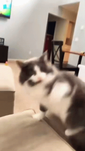 Fighting Cat Cat Vs Human GIF - Fighting Cat Cat Vs Human Cat Fight -  Discover & Share GIFs