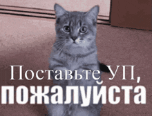 a cat is sitting on its hind legs in front of a sign that says " поставьте yp "