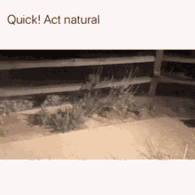 Raccoon Act Normal GIF