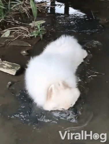 fluffy-dog-dog-in-the-mud.gif