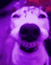 Dog Smiling Borahae Purple GIF