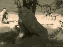 Get Off Lion GIF - Get Off Lion GIFs