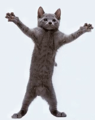 A gif of a cat dancing