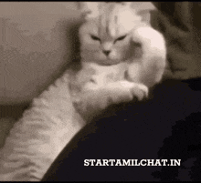a cat is laying on a person 's lap and the website starttamilchat.in is displayed