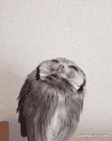 Owl Feather GIF - Owl Feather Animal GIFs