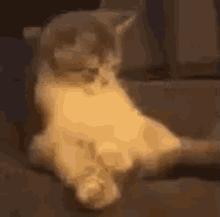 Kok Cat GIF - Kok Cat GIFs