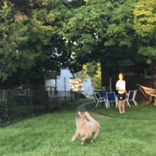 a dog is running in a yard with a person standing behind it