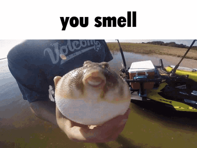 Puffer Fish Fish GIF - Puffer Fish Fish You Smell - Discover & Share GIFs
