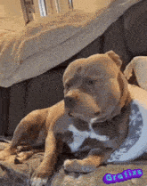 a dog is laying on a couch with a purple graphic that says grafixs