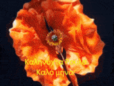 a painting of an orange flower with a black background and a greeting in a foreign language