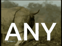 Any Rhino GIF - Any Rhino Funny GIFs