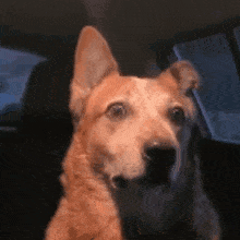 Shocked Dog GIF - Shocked Dog Speechless GIFs