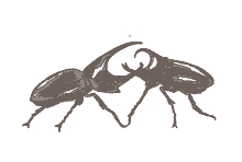 beetle artist