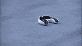 a person is laying on the ground in a boxing ring with a white rope