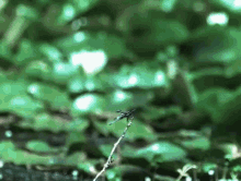 Frog Fail Missed GIF - Frog Fail Missed Fly Away GIFs