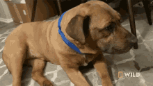 Shaking National Geographic GIF - Shaking National Geographic Building A Fearful Dogs Confidence GIFs