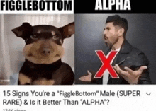 Alpha Sigma GIF - Alpha Sigma Figglebottom GIFs