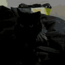 Laidback Cat GIF