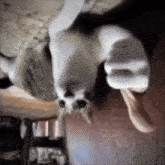 a cat is laying upside down on a table