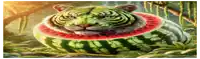 a tiger is sitting on a slice of watermelon in the jungle .