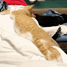 Fall Off Bed Fall Out Of Bed GIF - Fall Off Bed Fall Out Of Bed Goodmorning GIFs