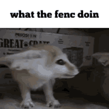 Fennec Fennec Fox GIF - Fennec Fennec Fox Floppa GIFs
