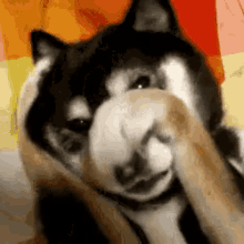 Peek-a-boo GIF - Cute Dog Husky GIFs