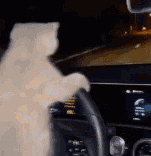 Cat Kitty GIF - Cat Kitty Silly GIFs