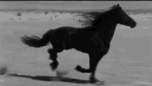 black friesian horse running omw im coming