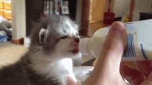 Wiggle GIF - Cats Kittens Ears GIFs