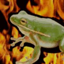 Frog Cool Frog GIF - Frog Cool Frog Cool GIFs