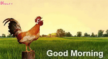 Good Morning Gud Mrng GIF - Good Morning Gud Mrng Hen GIFs