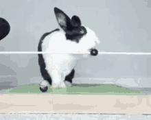 Kinkytwt Bunny GIF - Kinkytwt Bunny Stan Twitter GIFs
