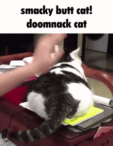 Doomnack Cat GIF - Doomnack Cat Smacky GIFs