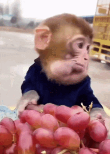 Monkey Funny GIF - Monkey Monke Monk GIFs