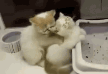Scratch Kitten GIF - Scratch Kitten Back Rub GIFs