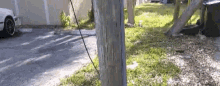 Tree Pole GIF - Tree Pole GIFs