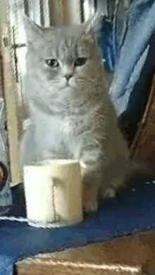 Mimcia Cat Coffe GIF - Mimcia Cat Coffe Kot Kawa GIFs